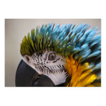 Loro del Macaw - tarjeta de visita