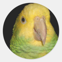 Loro doble de Yellowhead el Amazonas Etiqueta Redonda