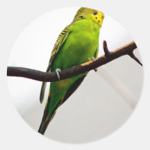 Loro Etiqueta Redonda