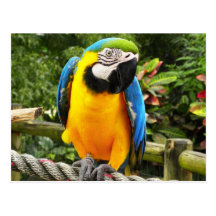 Loro exótico tarjeta postal