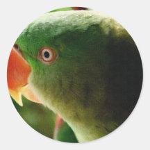 Loro indio pegatinas  