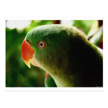 Loro indio postales