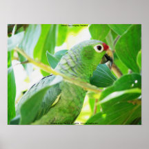 Loro, Río Chagres, Panamá Posters