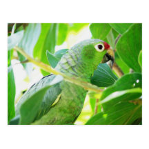 Loro, Río Chagres, Panamá Tarjeta Postal
