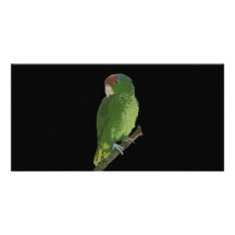 Loro verde plantilla para tarjeta de foto