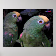 Loros C001 Poster