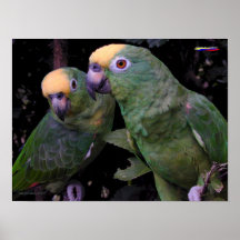 Loros C002 Impresiones