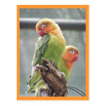 Loros de Peachface Postales