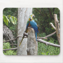 Loros del Macaw en mousepad del amor Tapete De Ratones