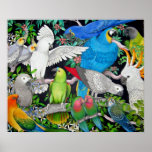 Loros del poster del mundo