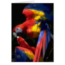 Loros en tarjeta del amor