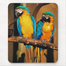 Loros Mousepad del macaw del azul y del oro