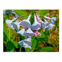 Los Bluebells de Virginia coordinaron artículos Tarjetas Postales