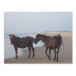 Los caballos salvajes de la playa de Carova Postales