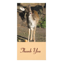 Los ciervos le agradecen Photocard Tarjetas Con Fotos Personalizadas