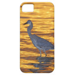 Los E.E.U.U., la Florida, St Petersburg, parque de iPhone 5 Case-Mate Carcasa