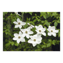 Los E.E.U.U., Washington, Dogwood pacífico, Cornus Impresiones Fotograficas