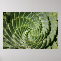 Los fractales de la naturaleza posters