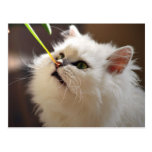 Los gatitos son amantes de naturaleza tarjetas postales