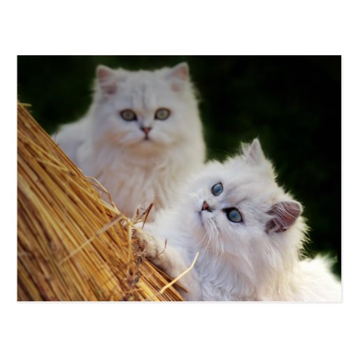 Los gatitos vienen juego postal