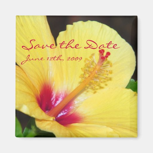 Los hibiscos amarillos ahorran el imán de la fecha