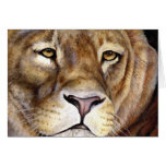 Los leones hacen frente a la tarjeta diaria