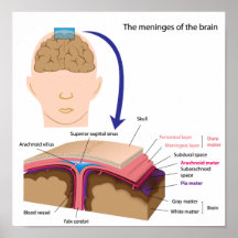 Los meninges del poster del cerebro