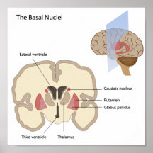 Los núcleos básicos del poster del cerebro