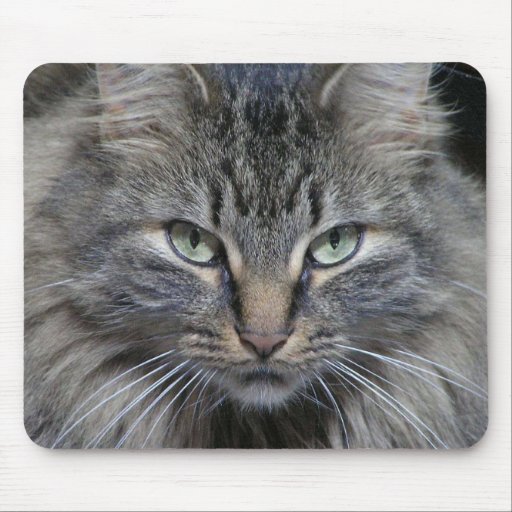 Los ojos de gatos lo tienen alfombrilla de ratón
