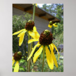 los ojos morados amarillos susan del echinacea flo poster