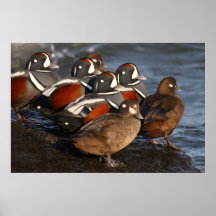 Los patos del Harlequin saludan la salida del sol Posters