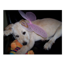 los perritos de hadas mastican también la postal