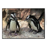 Los pingüinos le agradecen felicitacion 