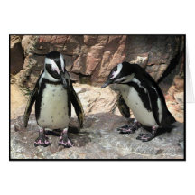 Los pingüinos le agradecen felicitacion 