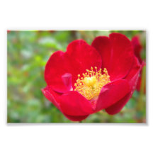 Los rosas son impresión roja de la foto