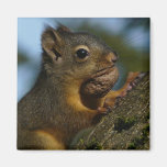 Los tesoros de un Chipmunk Imán Para Frigorifico