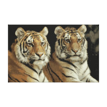 Los tigres gemelos envolvieron la lona impresiones en lienzo estiradas