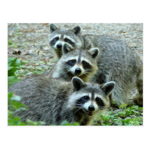 Los tres mapaches tarjetas postales
