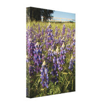 Los Wildflowers del altramuz envolvieron la lona Impresiones De Lienzo