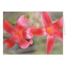 Los Wildflowers rojos y rosados - esconda dentro Felicitacion