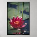 loto poster