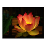 Lotus 1 tarjeta postal