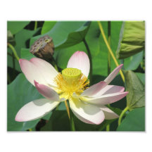 Lotus Arte Fotografico