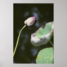 Lotus caido impresiones
