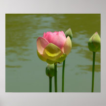 Lotus en la floración impresiones