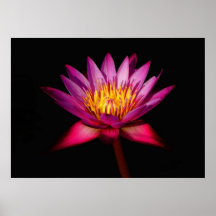 Lotus Posters