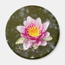 Lotus rosado Waterlily Iman Para Frigorífico