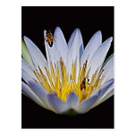 Lotus y significado de la abeja postal