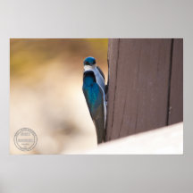 Lovebirds Posters