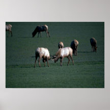 Lucha de los alces posters
